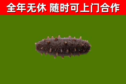 农安县回收海参干